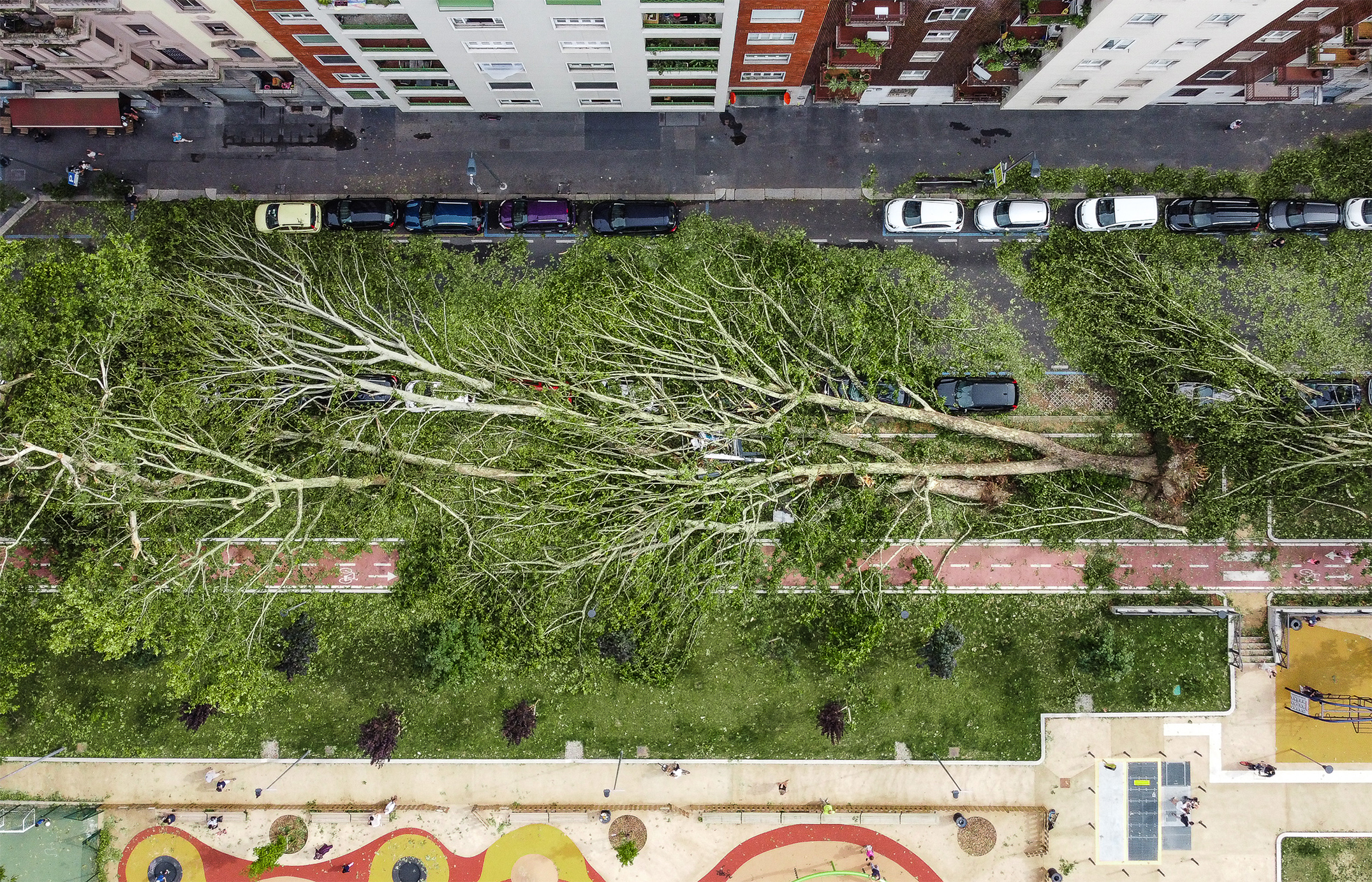 Milano, 25 luglio 2023: la fragilità degli alberi